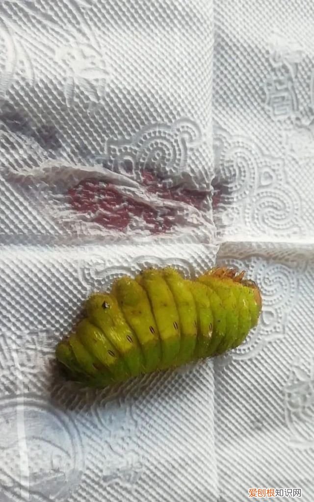 老满洲旗人喜欢吃的蚕茧蚕蛹,山东传统菜蚕蛹