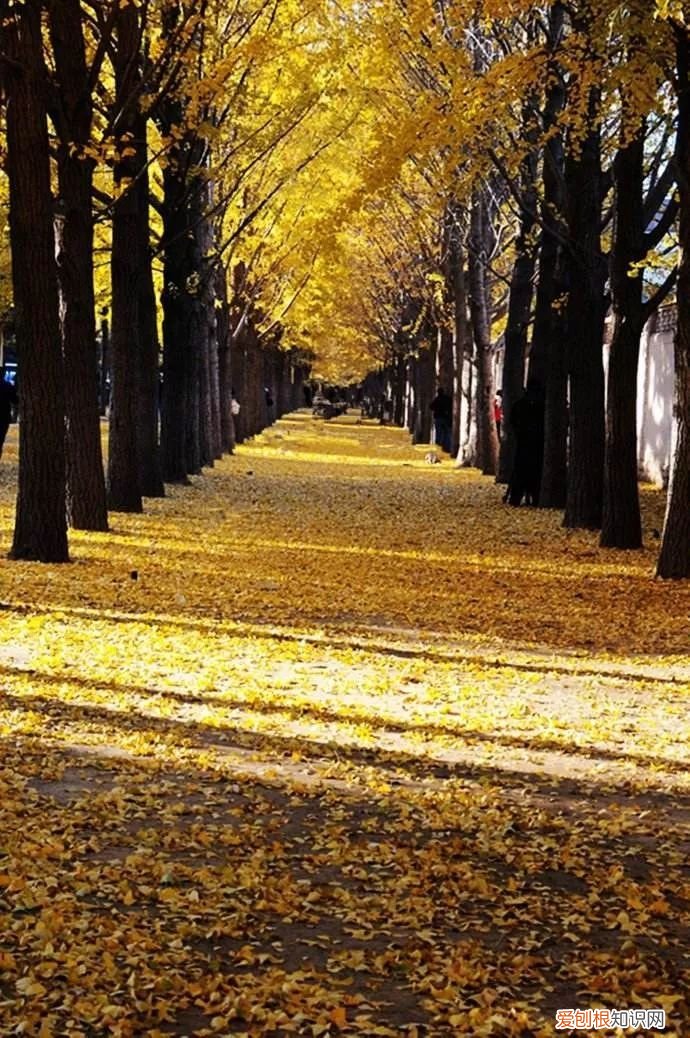 描写秋天的好词、好句 描写秋天的美文佳句