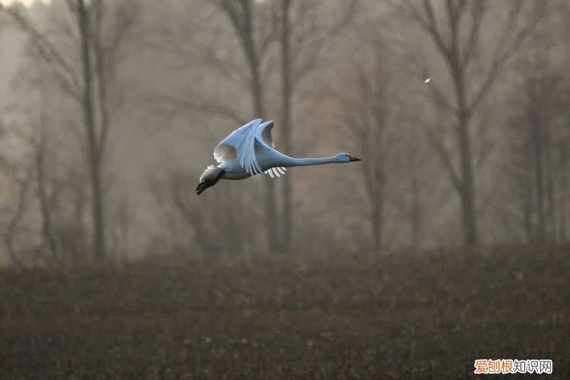 世界上飞得最高的鸟类是什么？ 飞的最高的鸟