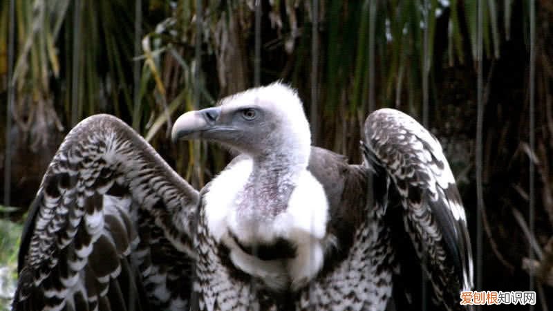 世界上飞得最高的鸟类是什么？ 飞的最高的鸟