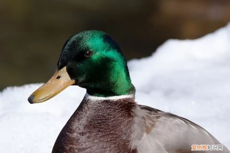 世界上飞得最高的鸟类是什么？ 飞的最高的鸟