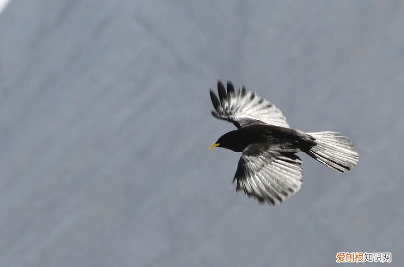 世界上飞得最高的鸟类是什么？ 飞的最高的鸟