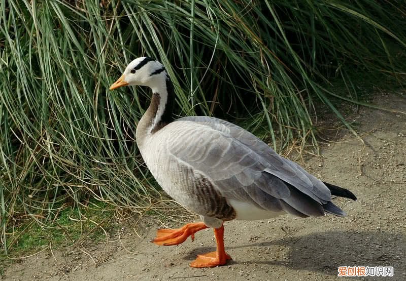 世界上飞得最高的鸟类是什么？ 飞的最高的鸟