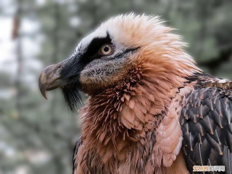 世界上飞得最高的鸟类是什么？ 飞的最高的鸟