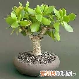 植物玉树（景天树 景天树的养殖方法和注意事项 的养护和介绍）