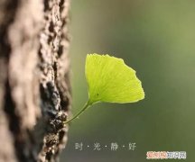 岁月静好是什么意思，“时光荏苒岁月静好”是什么意思