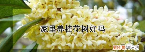 桂花养家里好，桂花能不能养在家里风水