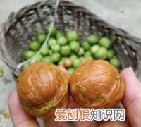 青皮核桃染黑手怎么洗，打山核桃手黑了怎么能洗干净