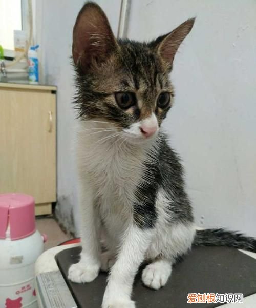 被老鼠贴粘住用什么洗，我家猫咪被老鼠贴黏住了怎么办