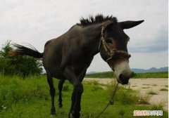 骡子和驴的区别在哪里，骡子和马的区别是什么