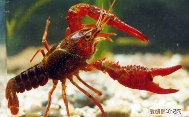 龙虾吃多了对身体危害吗