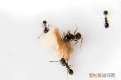 怎样能避免床上有蚂蚁，为什么床上会有蚂蚁一样的小虫