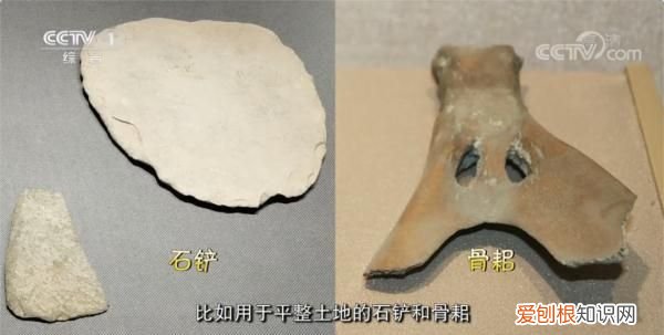 日常吃的五谷藏着多少秘密