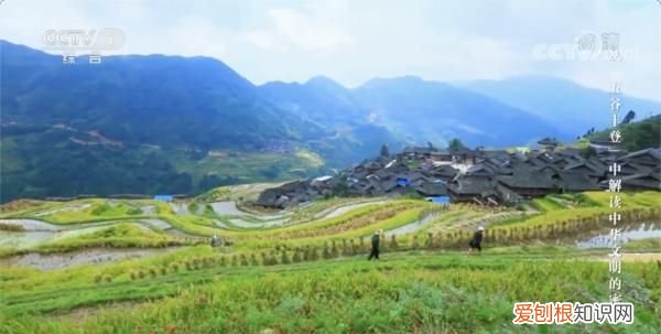 日常吃的五谷藏着多少秘密