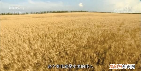 日常吃的五谷藏着多少秘密