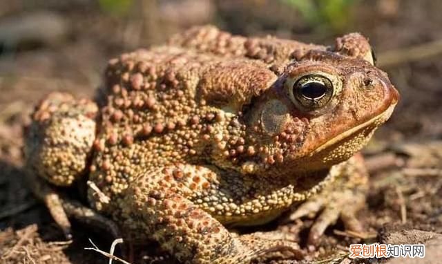 分开的分怎么组词,分开的拼音和组词