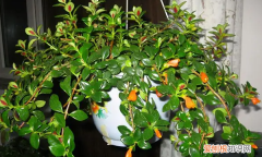 金鱼吊兰什么时候开花