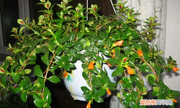 金鱼吊兰什么时候开花