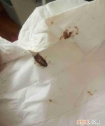 蟑螂爬到床上会产卵吗