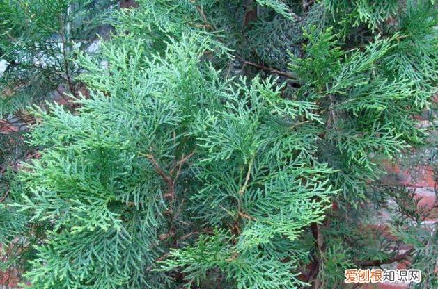 中药材侧柏叶 侧柏叶是什么树的叶