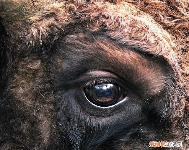 人类眼睛有5.76亿像素看不清