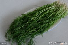 冬天吃点茴香，有哪些好处？ 大寒节气吃茴香有什么好处？