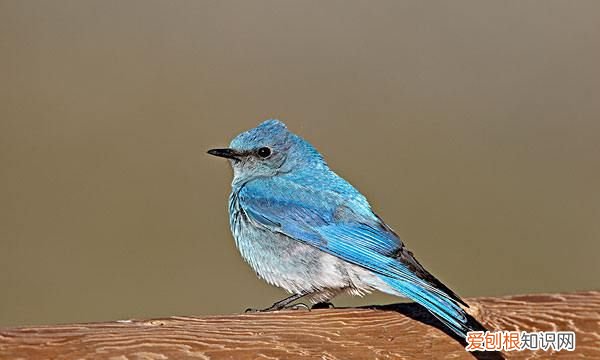 小鸟用什么辨味，小动物用什么来辨味