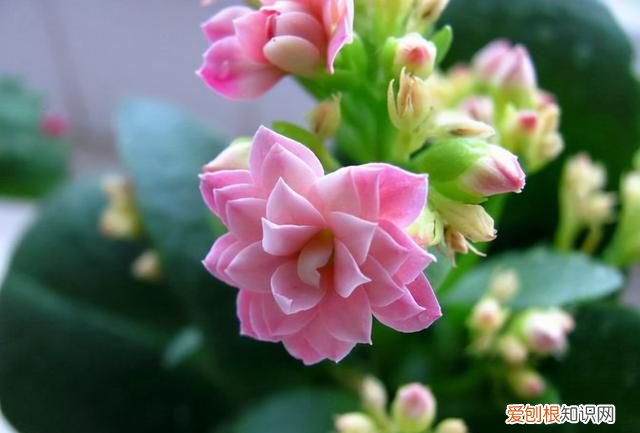 喜庆吉利什么花最好