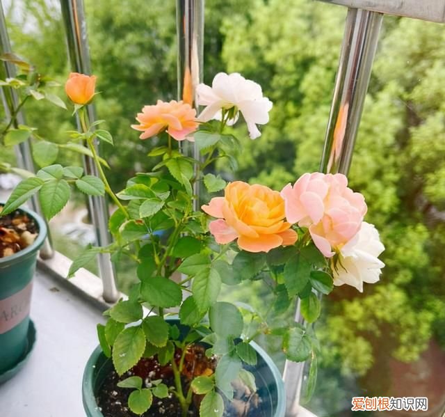 喜庆吉利什么花最好