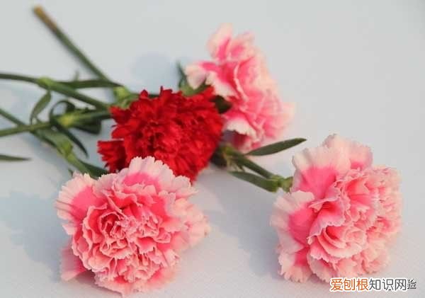 康乃馨怎么养最好？ 康乃馨的养殖方法