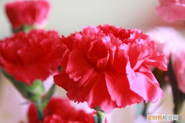 康乃馨怎么养最好？ 康乃馨的养殖方法