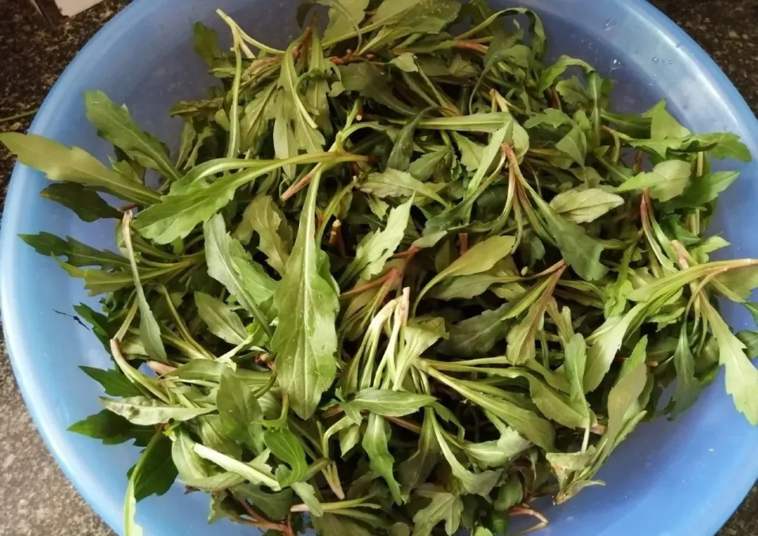 最美味的15种野菜 野菜种类