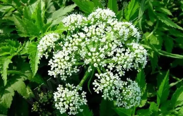 最美味的15种野菜 野菜种类