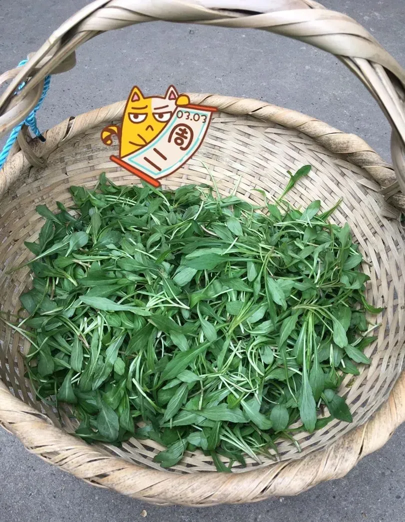 最美味的15种野菜 野菜种类