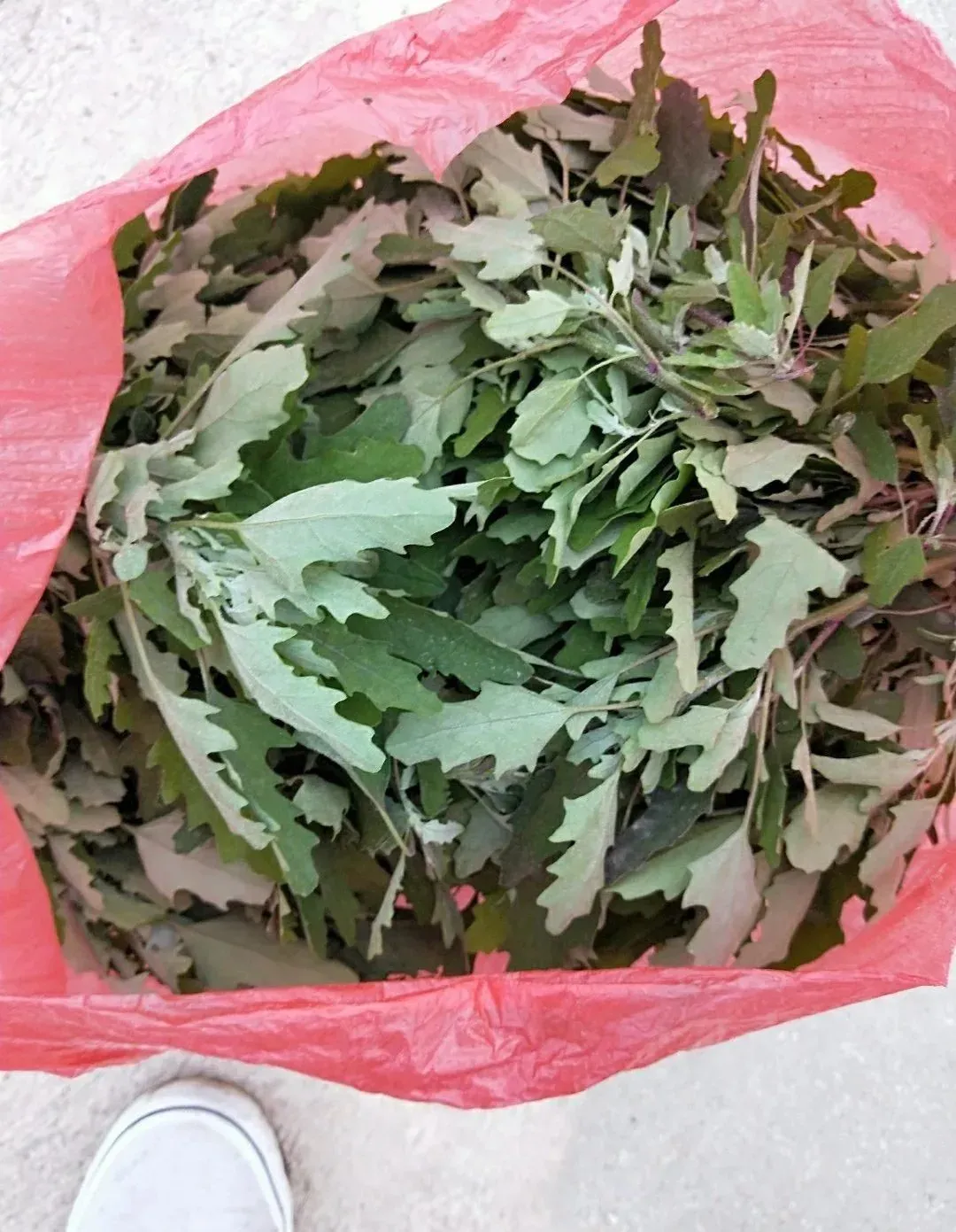 最美味的15种野菜 野菜种类