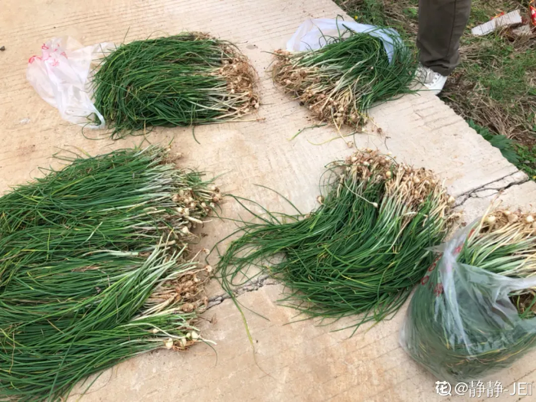 最美味的15种野菜 野菜种类