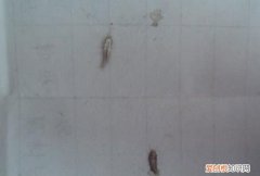 租房为什么有杀不尽的虫子