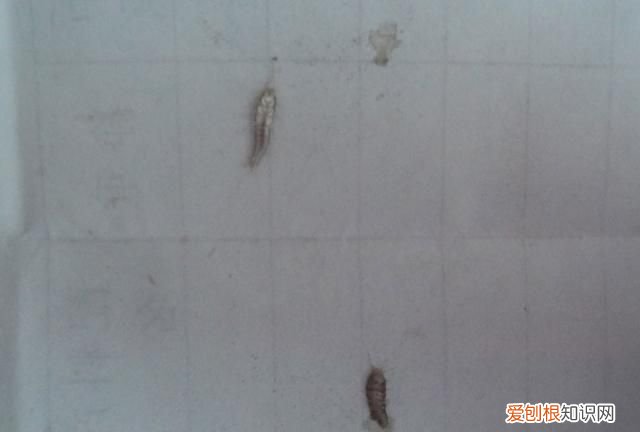 租房为什么有杀不尽的虫子