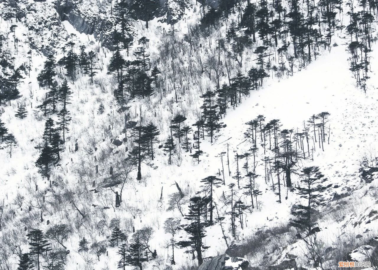 8首咏雪诗词 有关冬雪的诗句