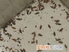 怎样灭蟑螂，最有效的最彻底的最速度的灭蟑螂方法是什么