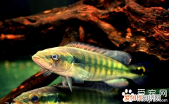 凤尾鱼怎么活泼好动饲养起来很简单 凤尾鱼怎么养