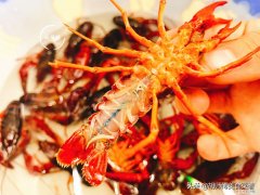 龙虾好吃清洗难？ 龙虾怎么洗