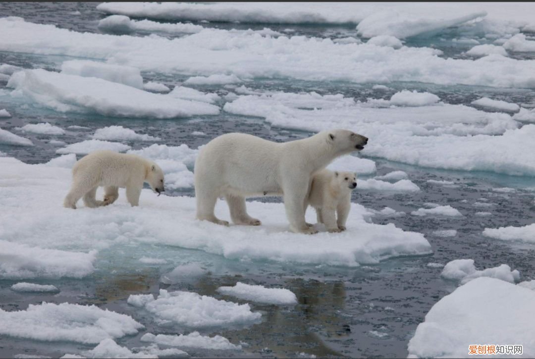 为什么北极熊不怕冷 北极熊为什么不怕冷