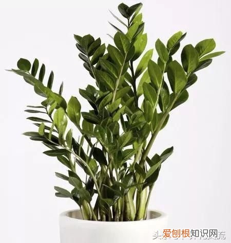 这10种大型盆栽绿植养在客厅 客厅花卉盆栽