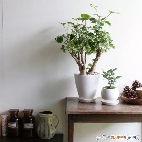 这10种大型盆栽绿植养在客厅 客厅花卉盆栽