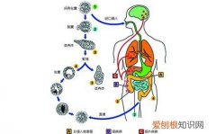 溶组织内阿米巴病，不同寻常的感染途径 溶组织内阿米巴病