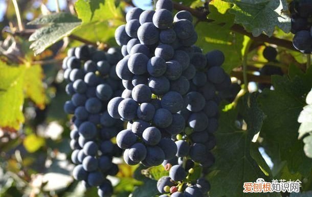 葡萄酒不用买，学会这几招 如何酿制葡萄酒