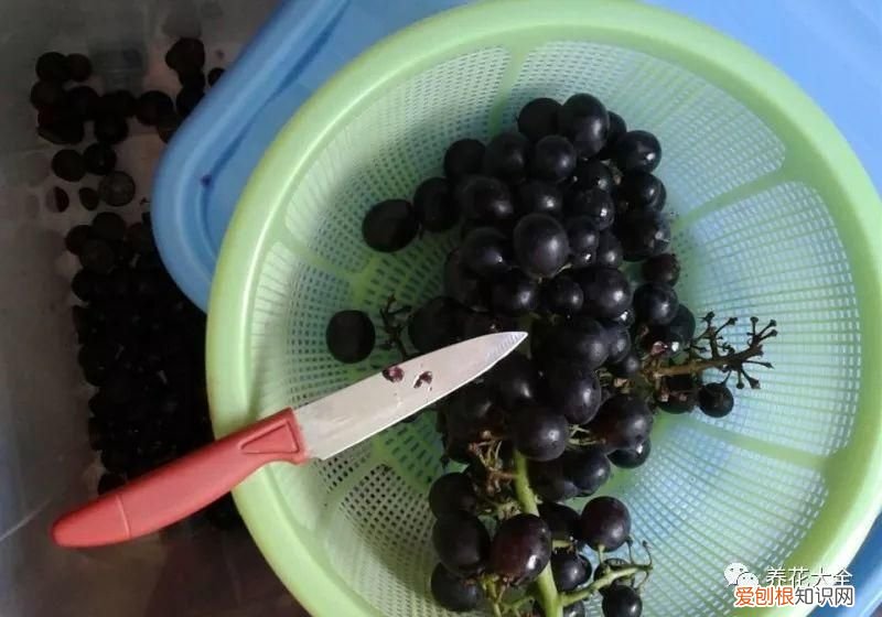 葡萄酒不用买，学会这几招 如何酿制葡萄酒