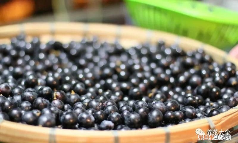 葡萄酒不用买，学会这几招 如何酿制葡萄酒