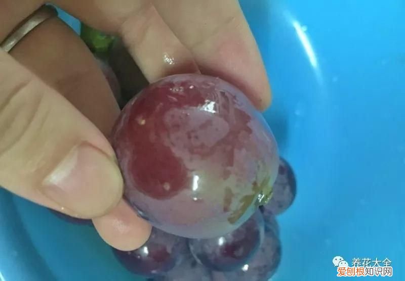 葡萄酒不用买，学会这几招 如何酿制葡萄酒